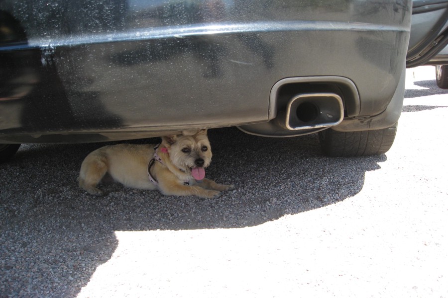 ../image/hiking - maisy takes a rest.jpg